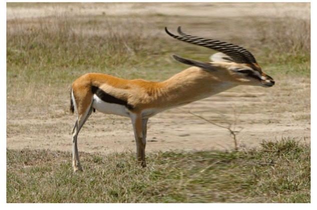A  gazelle image distorted by a fun house mirror routine