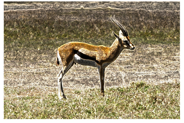 A gazelle image after edge enhancement