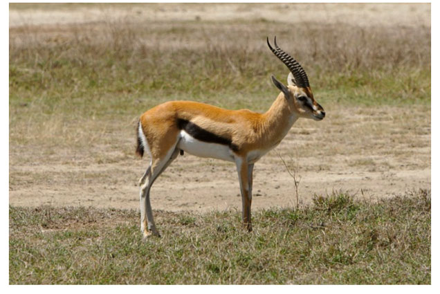 An image of a gazelle