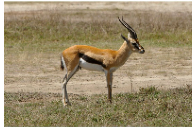 A gazelle image after pixellation
