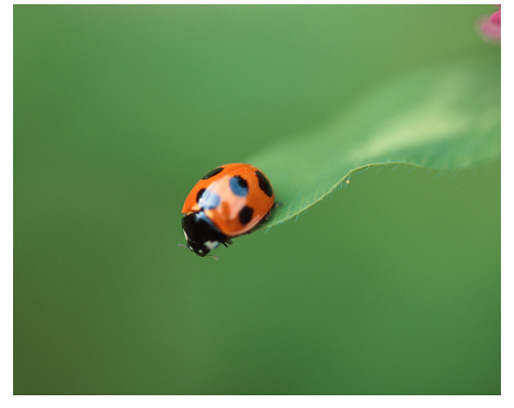 An image of a ladybug