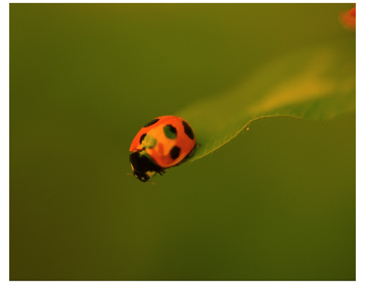 A ladybug image after applying a multiply filter