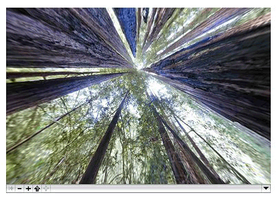 A cubic panorama with a view of the sky in a forest