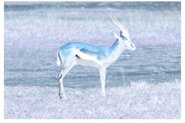 A gazelle image after inverting the colors