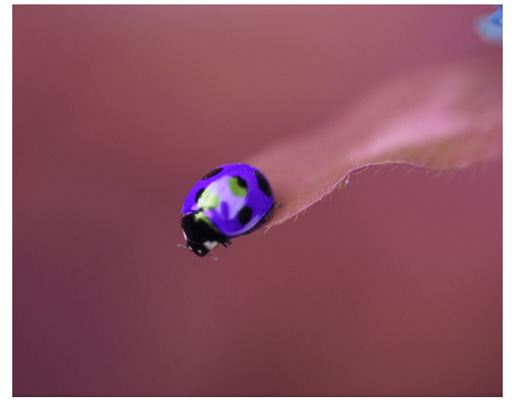 A ladybug image after rearranging pixel components