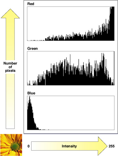An RGB histogram for an image of a daisy